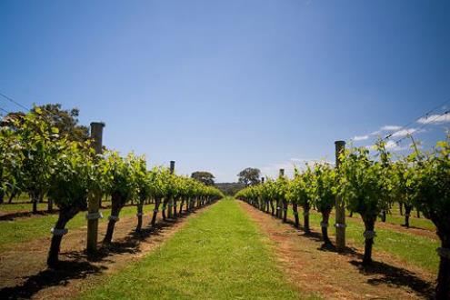 WS玩转珀斯之西澳7日粉红深度游☞玛格丽特河+约克镇+天鹅河谷+波浪岩+粉红湖+卡尔巴里+尖峰石阵+含机场接送